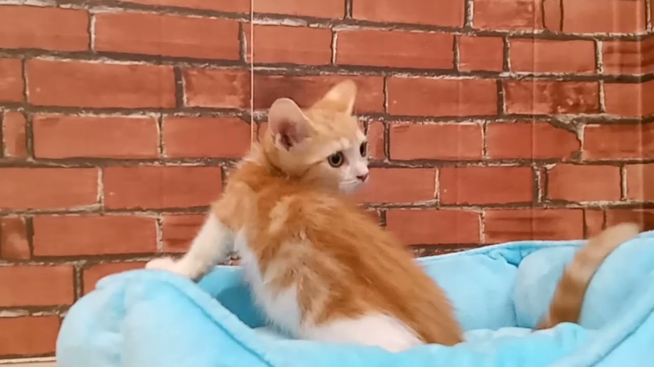 689913 アメリカンカール