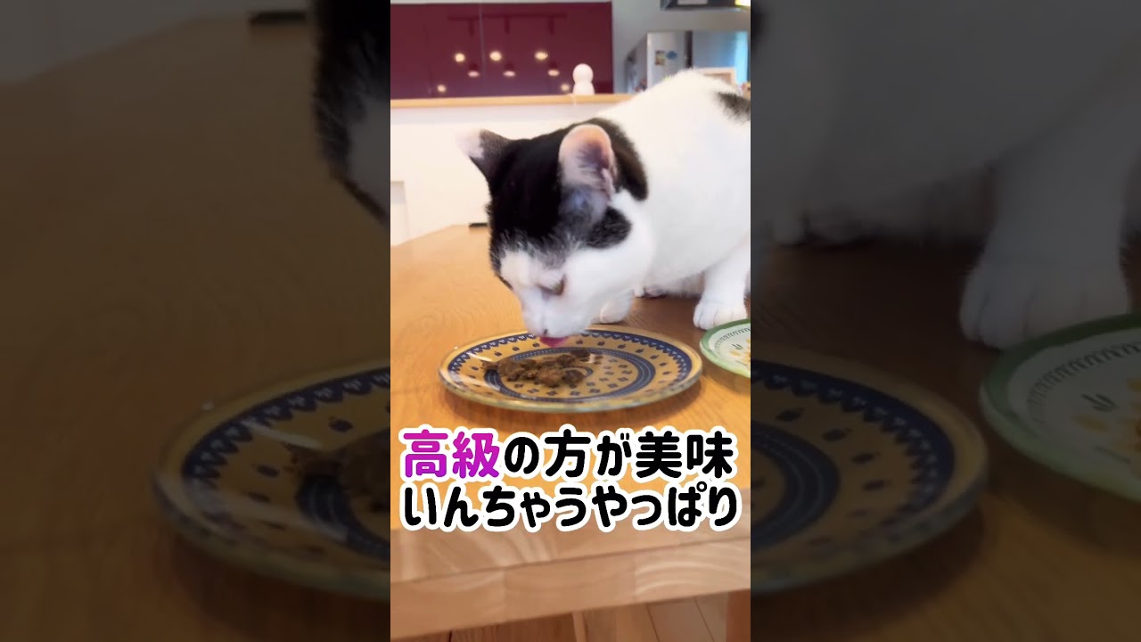 超高級キャットフードを食べ比べます！#shorts