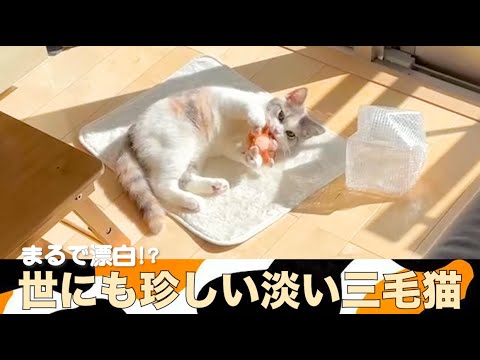 まるで漂白!?色落ちしたような足長三毛猫マンチカン#cat #lovely #cute