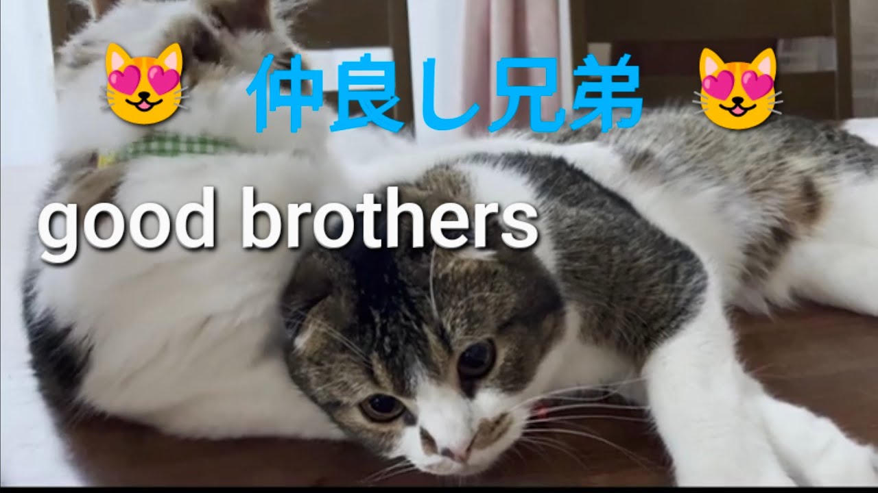 仲良しな二人＃仲良し猫動画＃スコティッシュフォールド兄弟