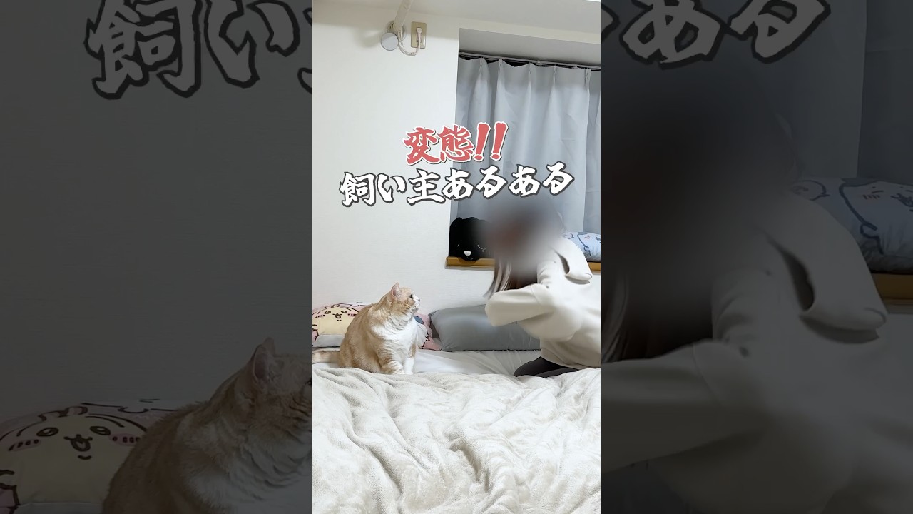 #猫 #cat #猫動画 #スコテッシュフォールド #猫好きさんと繋がりたい #替え歌 #初恋キラー #猫との暮らし #ねこ
