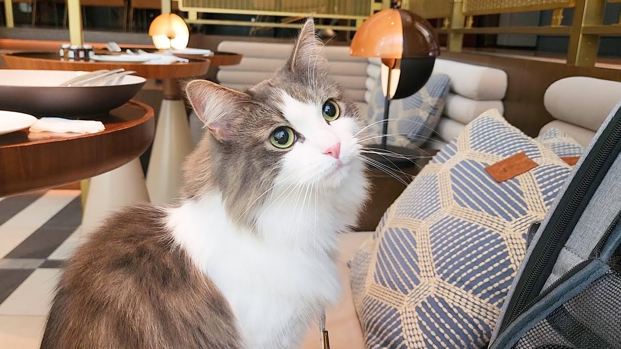 オシャレすぎるホテルラウンジバーで朝食を楽しむ猫と飼い主