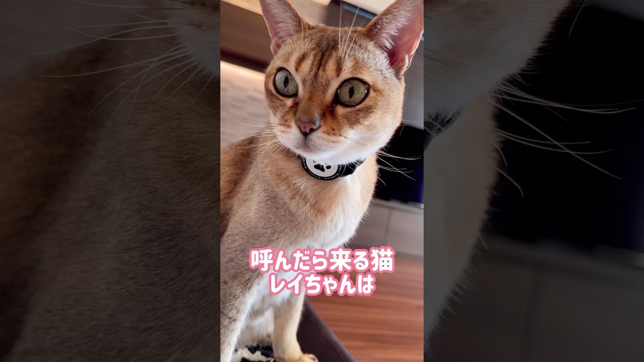 飼い主の背中に乗るレイちゃん #シンガプーラ #cat #shorts