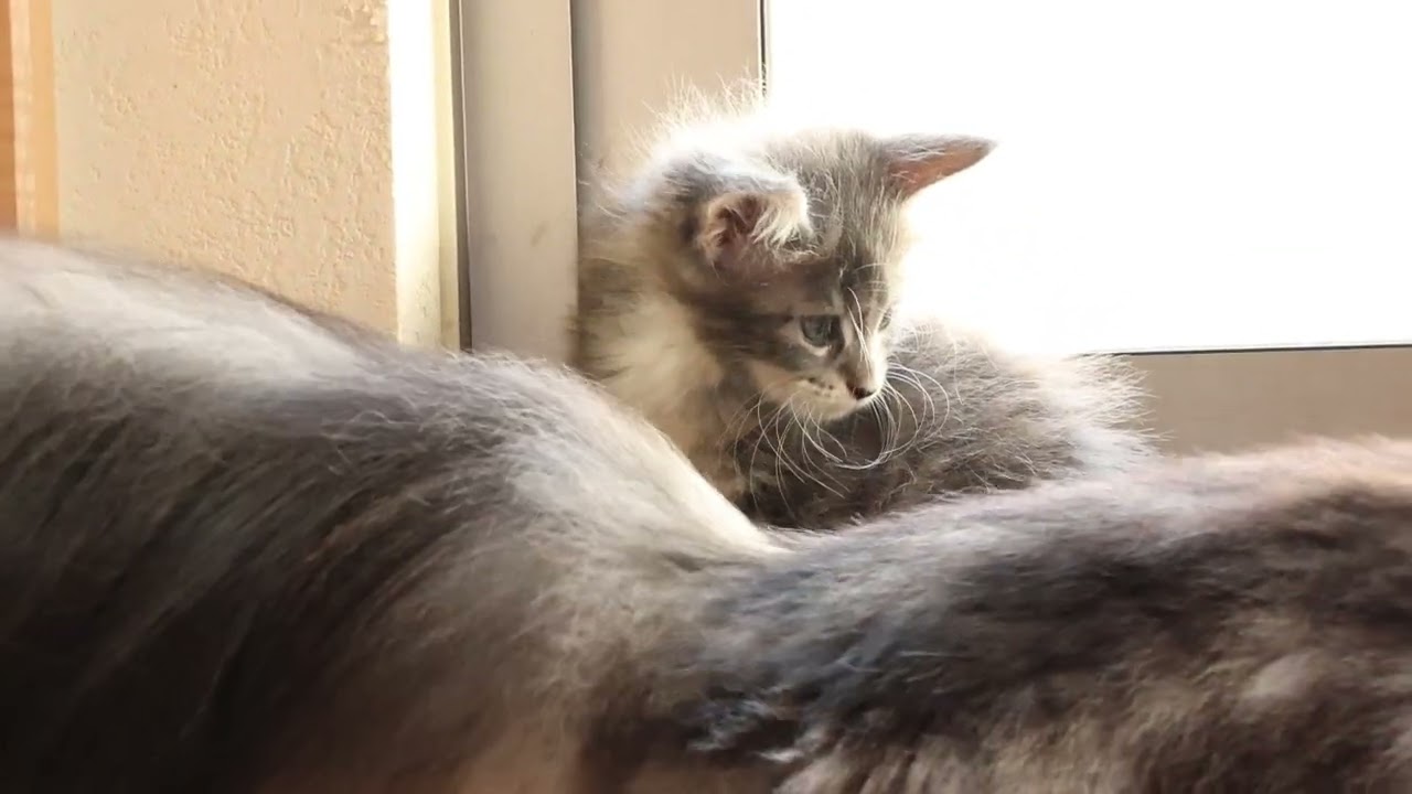 生後49日ブルーのメインクーン子猫メローラちゃん