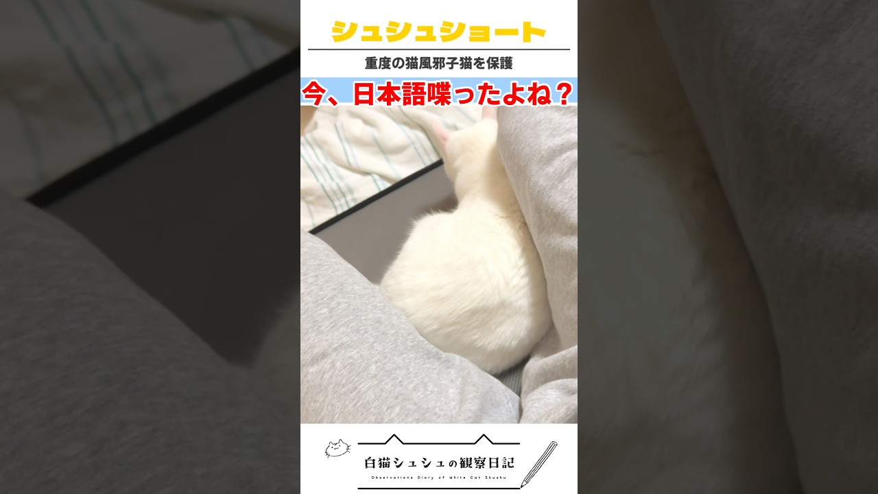 🐈‍⬛なんて聞こえました？ #日本語を話す猫