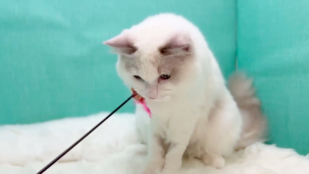 ラグドール 撫でられの大好き💕究極甘えん坊くん🤭✨