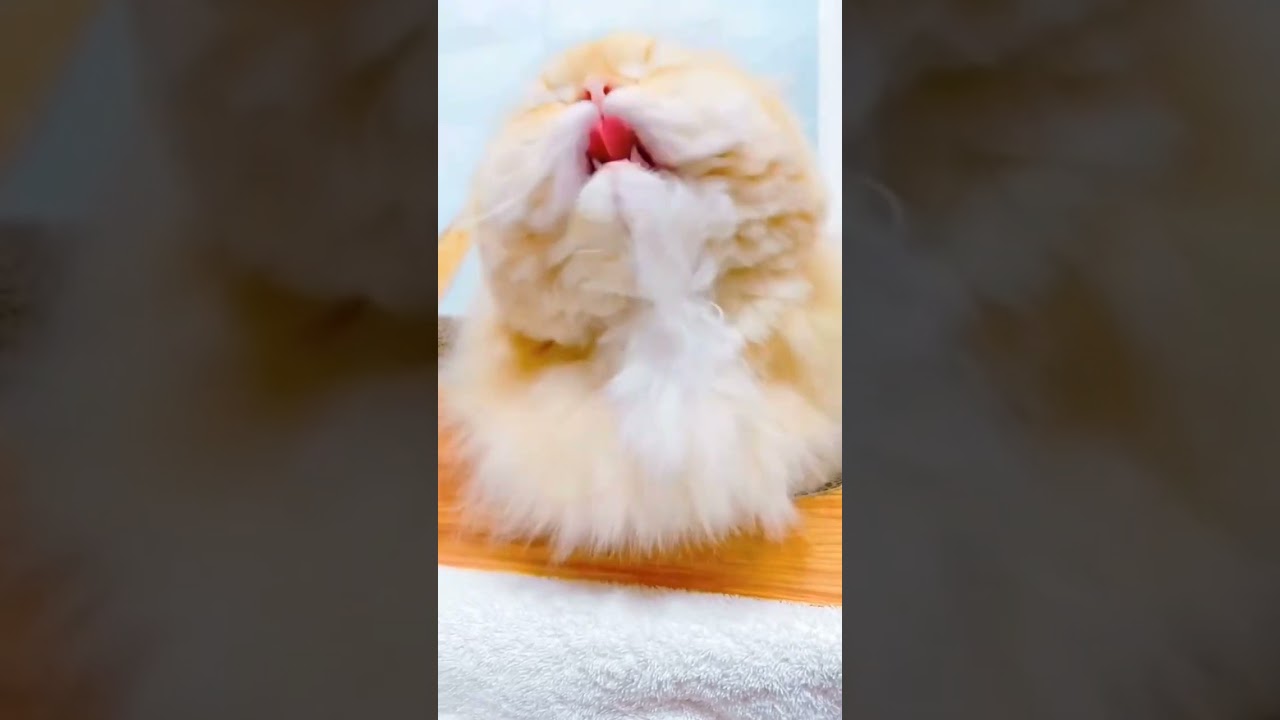 【もふもふ猫💓】ペルシャにゃんこ「ぺーちゃん」の毛繕い🐈️ #猫王国 #cat #猫のいる暮らし