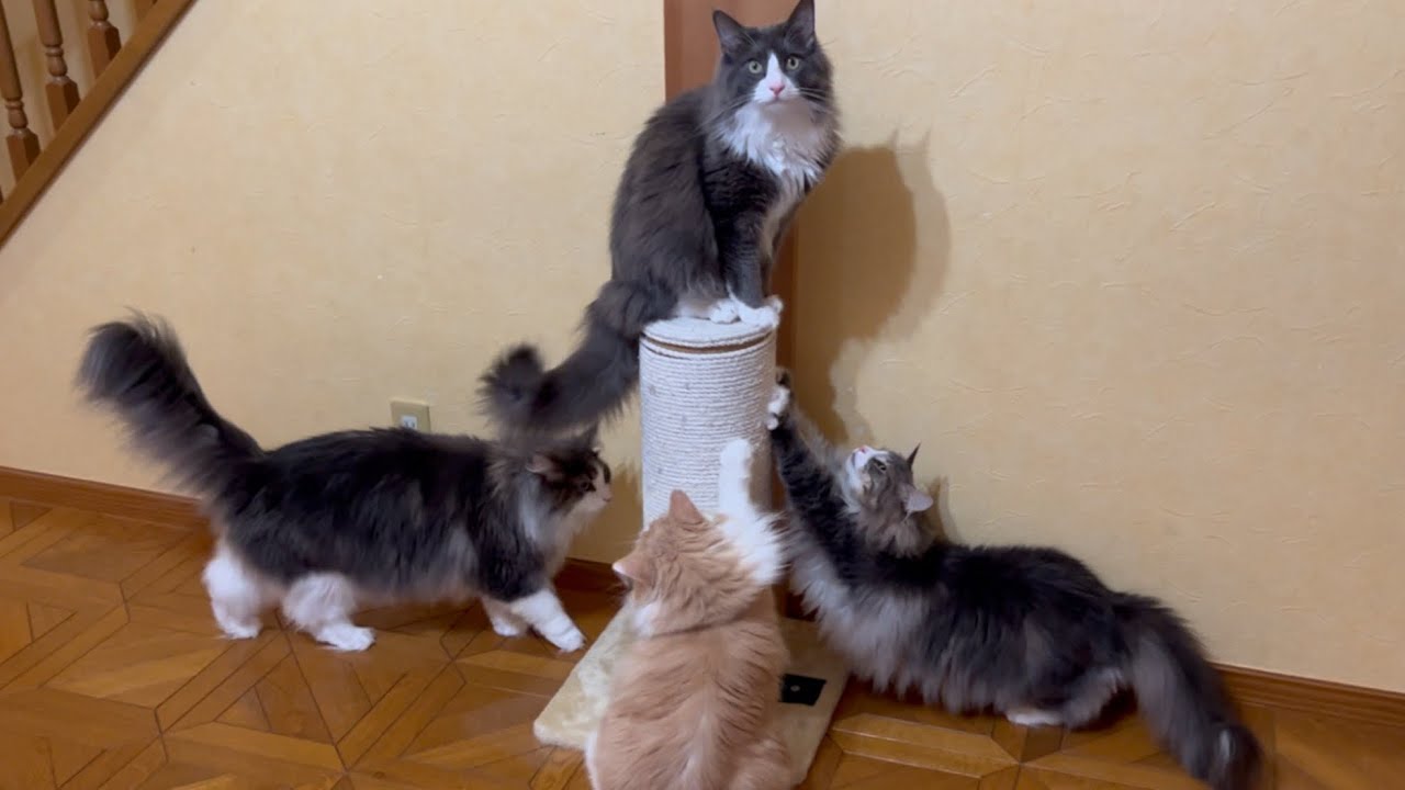 【お引越し2日目】初めてのお家に慣れたかな〜？？ノルウェージャンフォレストキャットとターキッシュアンゴラ♡