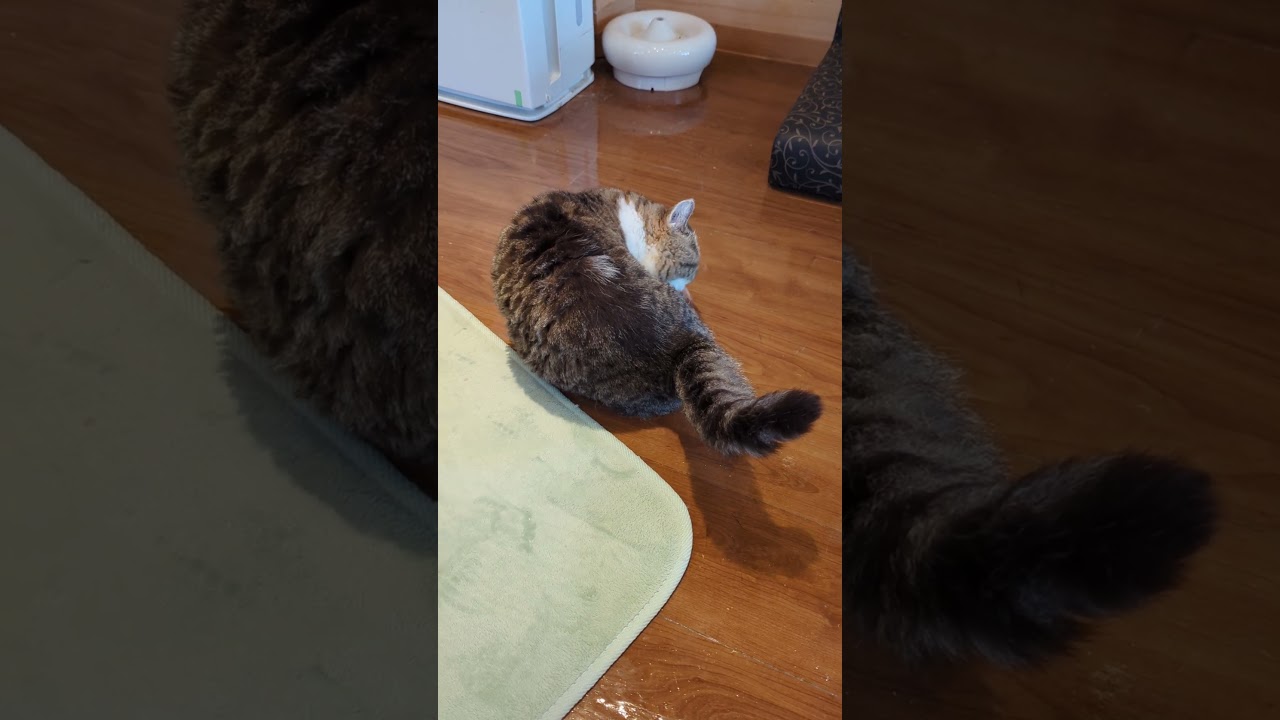 ラムキンの姫さん　#shorts #lambkin