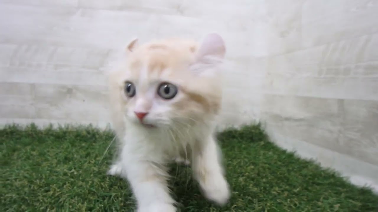 Coo&RIKU　No00690327 アメリカンカール