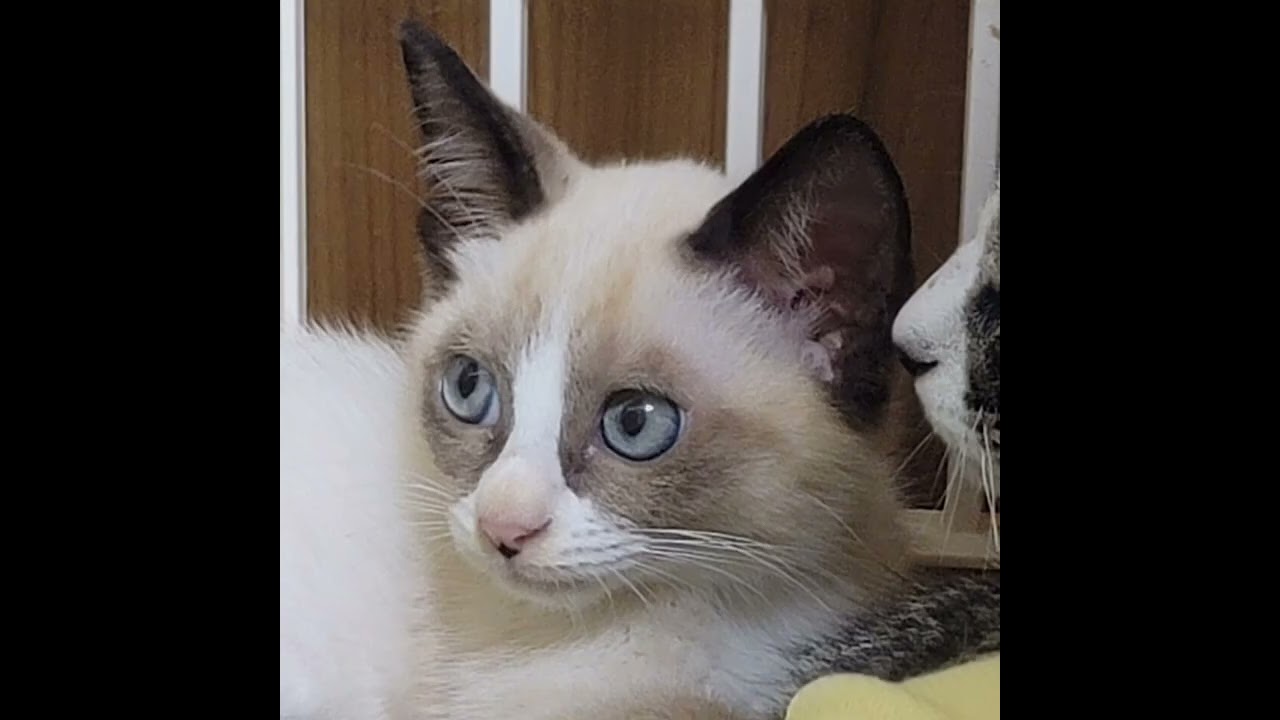 【保護猫】シャム猫（雑種）の焦げ記録①