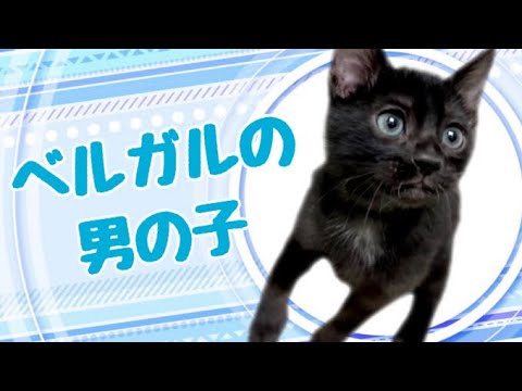 ベンガルの子猫　（和歌山）