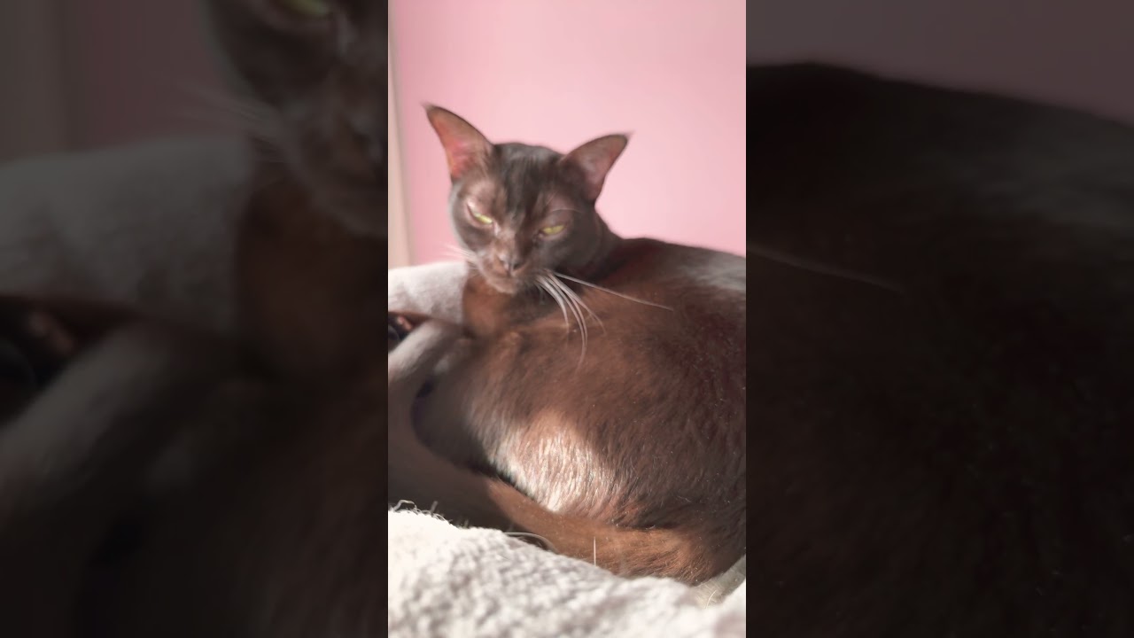 Continue love story in comment…. #cat #funny #catlover