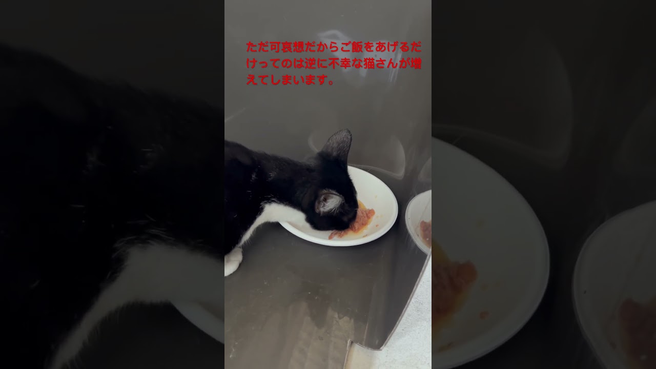 9/1 ハチワレ母猫さん朝御飯 #毎朝家に来る野良猫