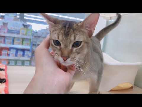 人が大好き♥甘えん坊さんのアビシニアン!!