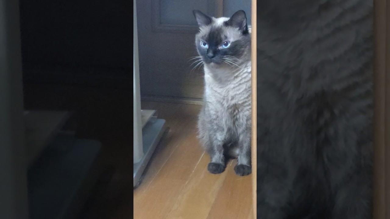 前回あったから覚えられていた。##猫 #トンキニーズ