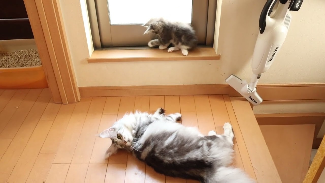 生後49日ブルーのメインクーン子猫メローラちゃん