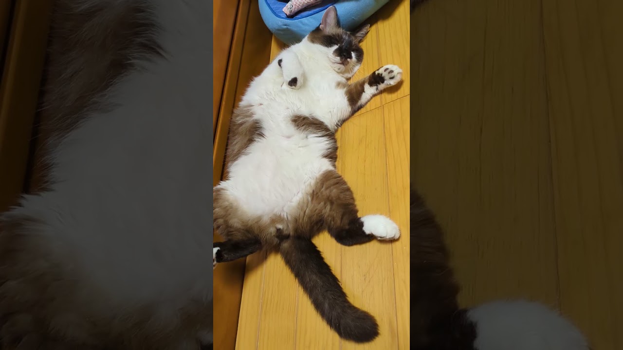 「眠り猫」そらくん💤#shortsyoutube #スノーシュー猫＃ラグドール