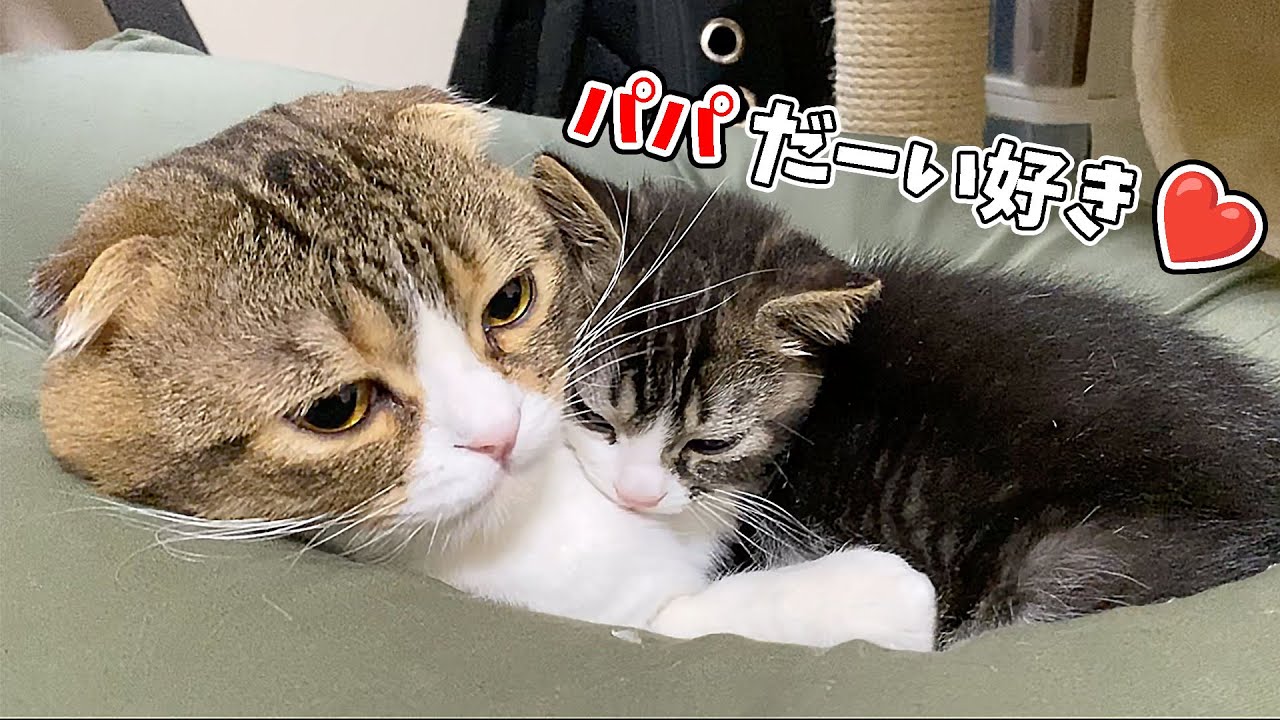 世界一優しいパパに育てられた子猫は大人になるとこうなります！【大きくなってもパパが好き】