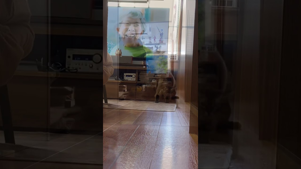 猫の日常『ソマリのアビー編』 #cat #ねこの日常 #猫のいる暮らし#ソマリ