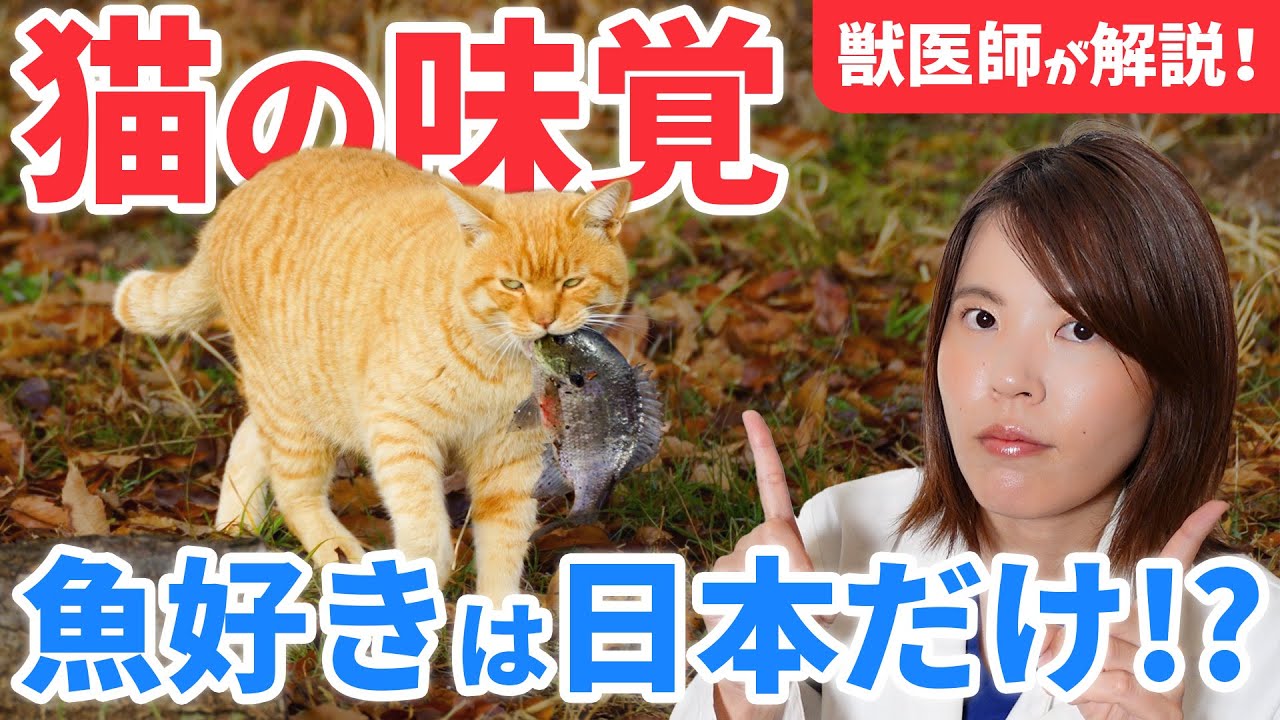 なぜ日本の猫は魚好きなのか？ウチの猫がアイスを食べるのはなぜ？猫の味覚についての疑問を獣医師が解説します