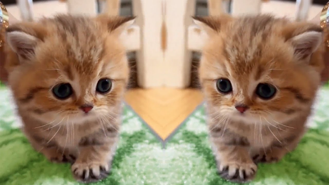 リラックスしたいなら、この超かわいい子猫たちの動画がぴったりです！