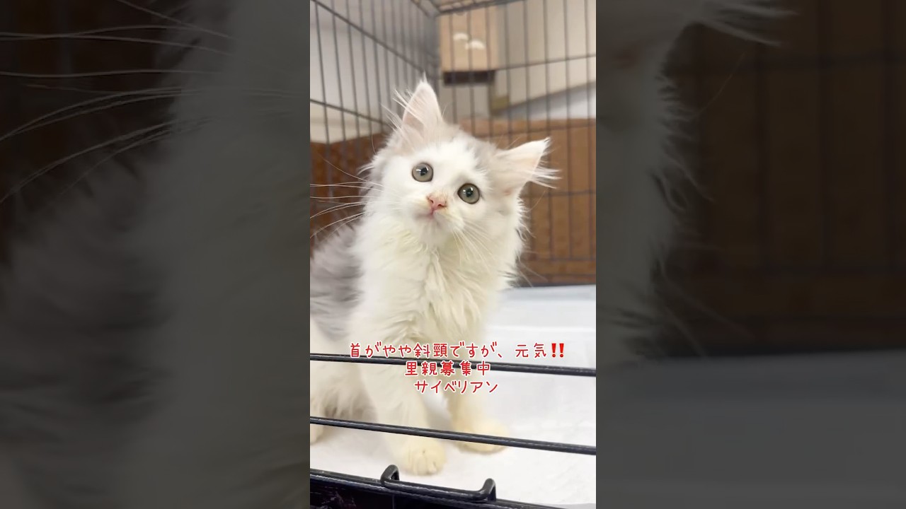 里親募集中❗️#サイベリアン　　#サイベリアン子猫 【首が斜頸の子ですが、とっても元気💪です。】