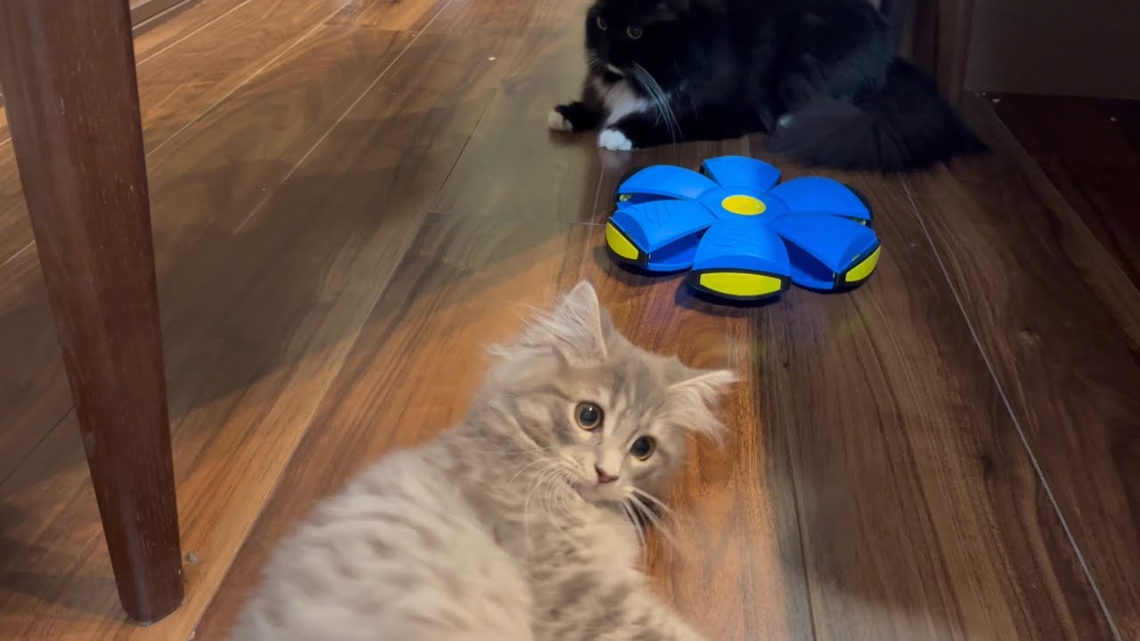 突然飛び跳ねるボールのドッキリを仕掛けられる猫達　サイベリアン&ラガマフィン