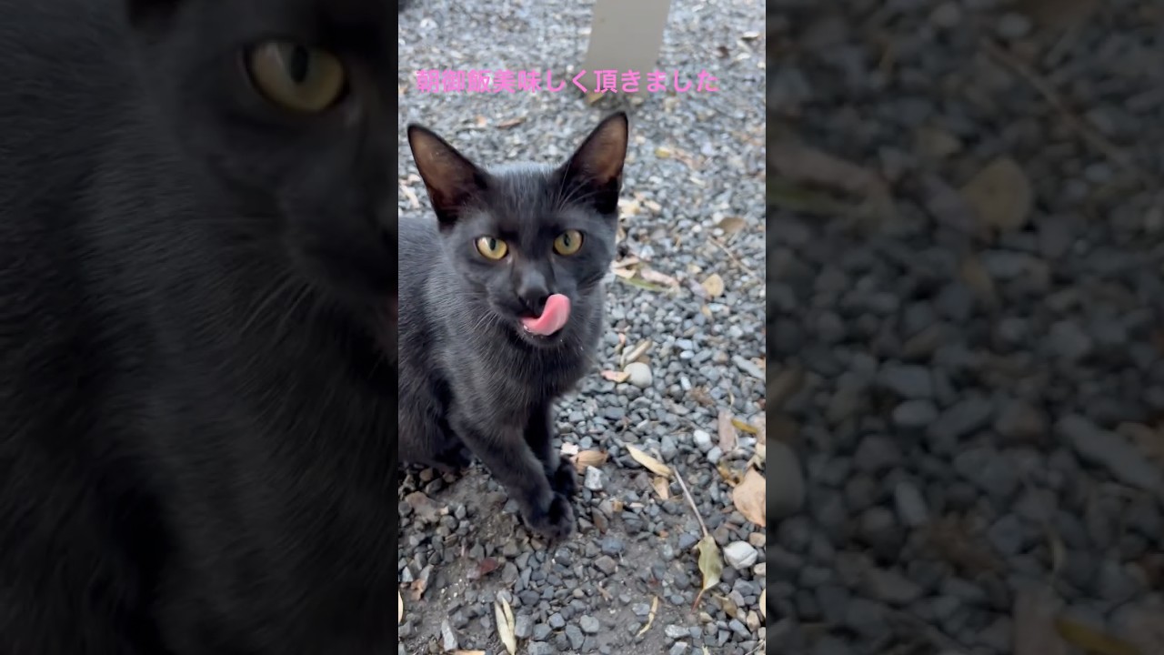 【15秒動画】猫家族の毎朝の日常＃毎朝家に来る野良猫