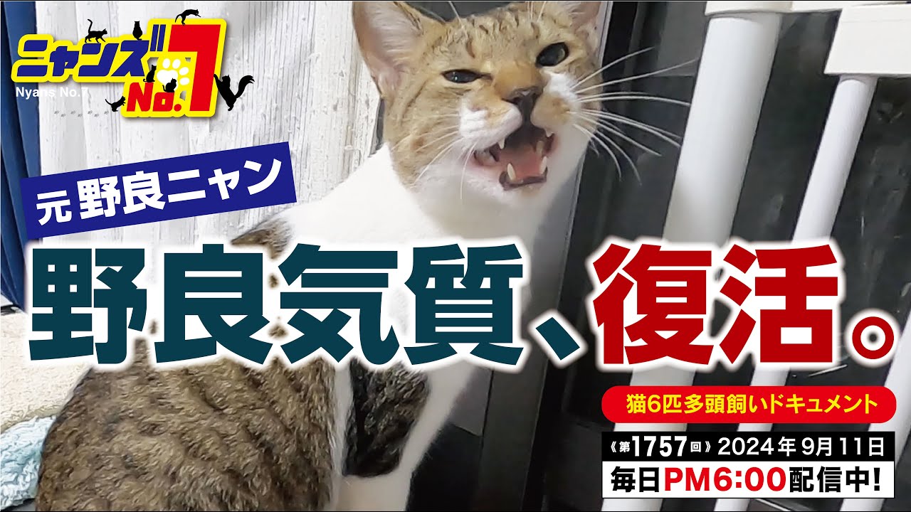 《第1757回》元野良ニャン 野良気質、復活。