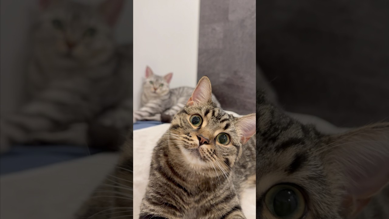 【猫動画】大好きなパパの風呂に絶対ついてくる猫たち!! #shorts