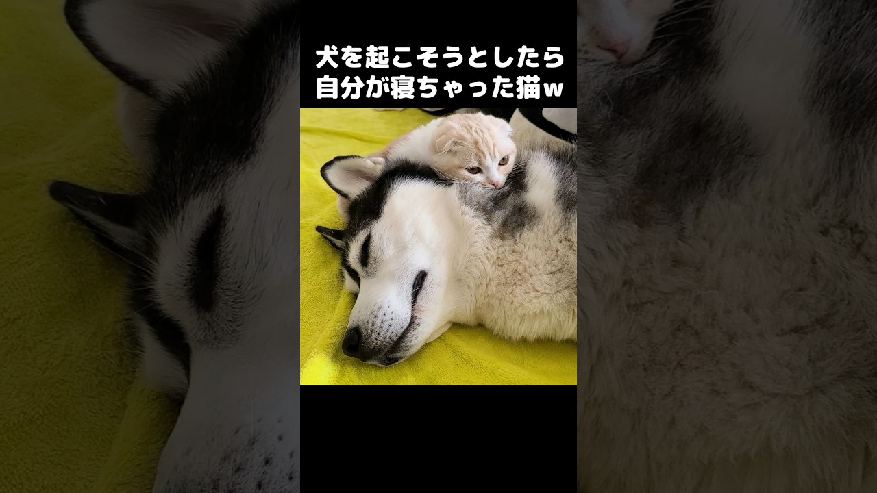 ハスキー犬を起こそうとしたら自分が寝ちゃった猫がかわいい#shorts