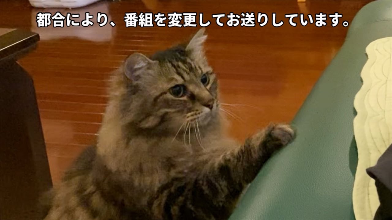 【nice cats.】都合により、番組を変更してお送りします。