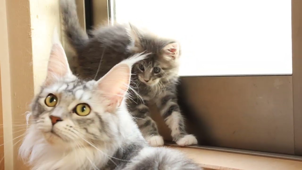 生後49日ブルーのメインクーン子猫メローラちゃん