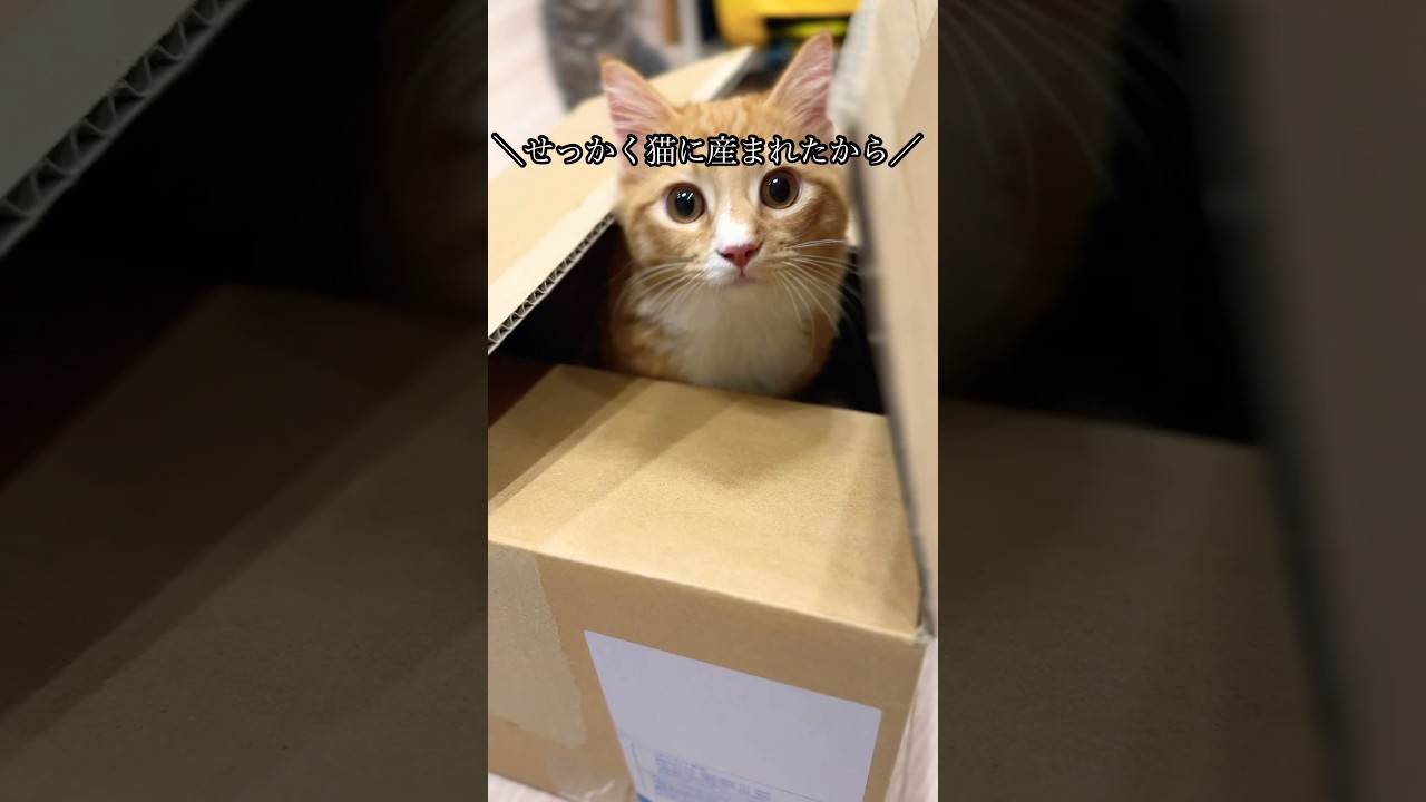 ダンボールを適当に遊ぶすいヴェル #猫#cat#サイベリアン#Siberian#子猫#고양이#猫のいる生活