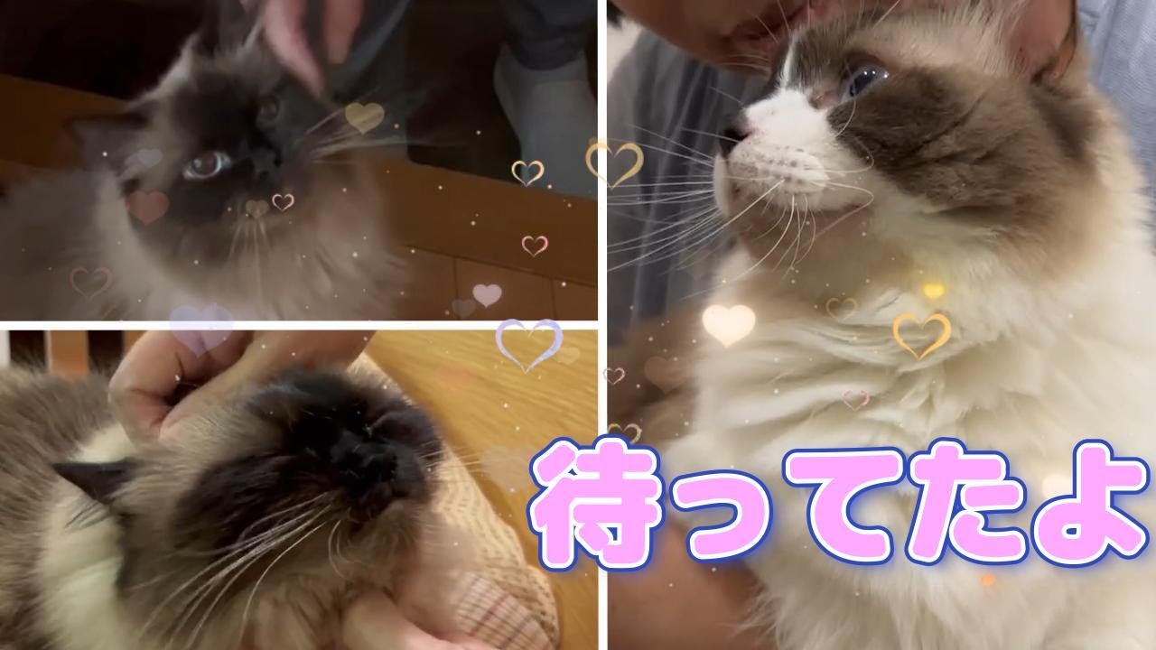 約１０日ぶりに母と再会❤甘えずにはいられないニャンコたち　#猫　#グリンとグランの陽だまり日記　#帰宅