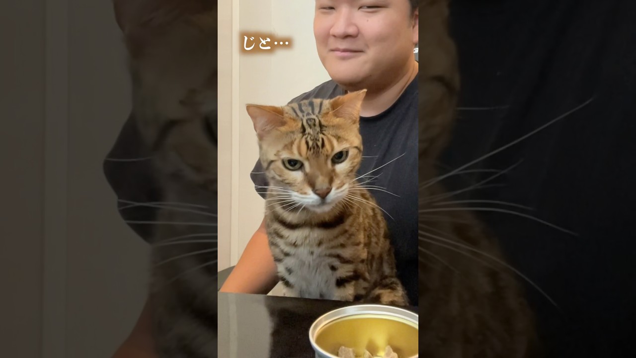 欲望に負けず、きちんと待っているネコ #ルトロゼ #ベンガル #ねこ