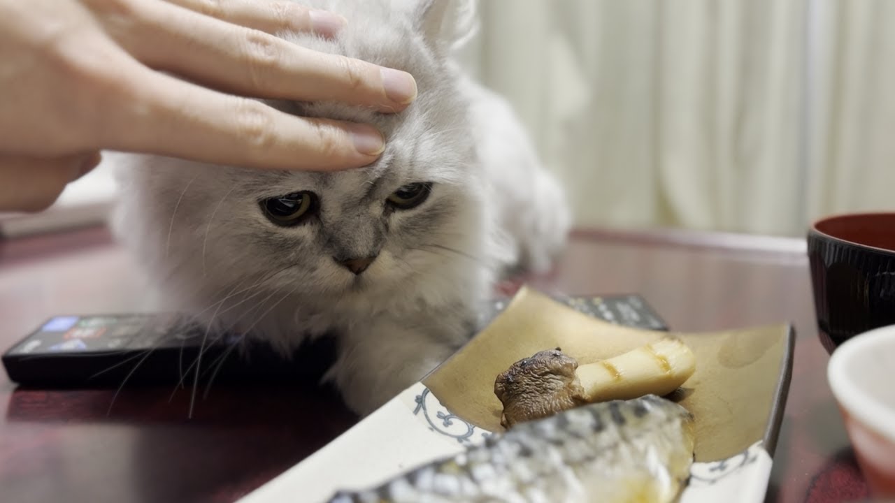 【ペルシャ猫】主のごはんはぼくのもの！？ごはんを狙うねこが可愛すぎた…！