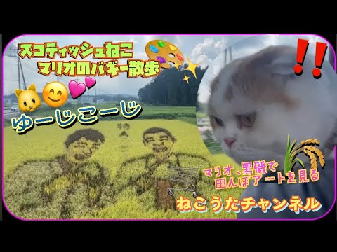 スコティッシュねこ､マリオ君､田んぼアートを、見に行きました。