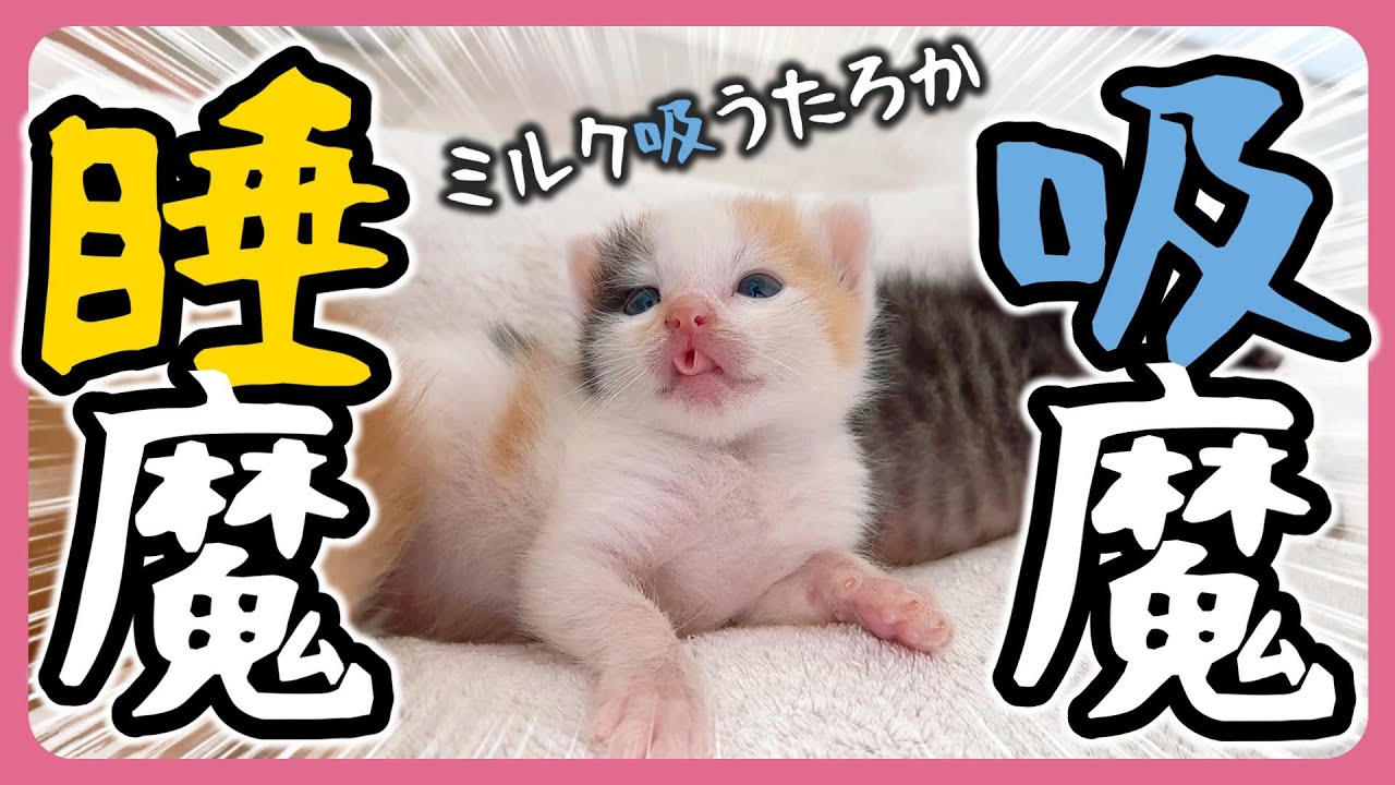 「ちゅろちゅろ」子猫のミルクの口バッチリ見れます！【保護猫生活12日目】