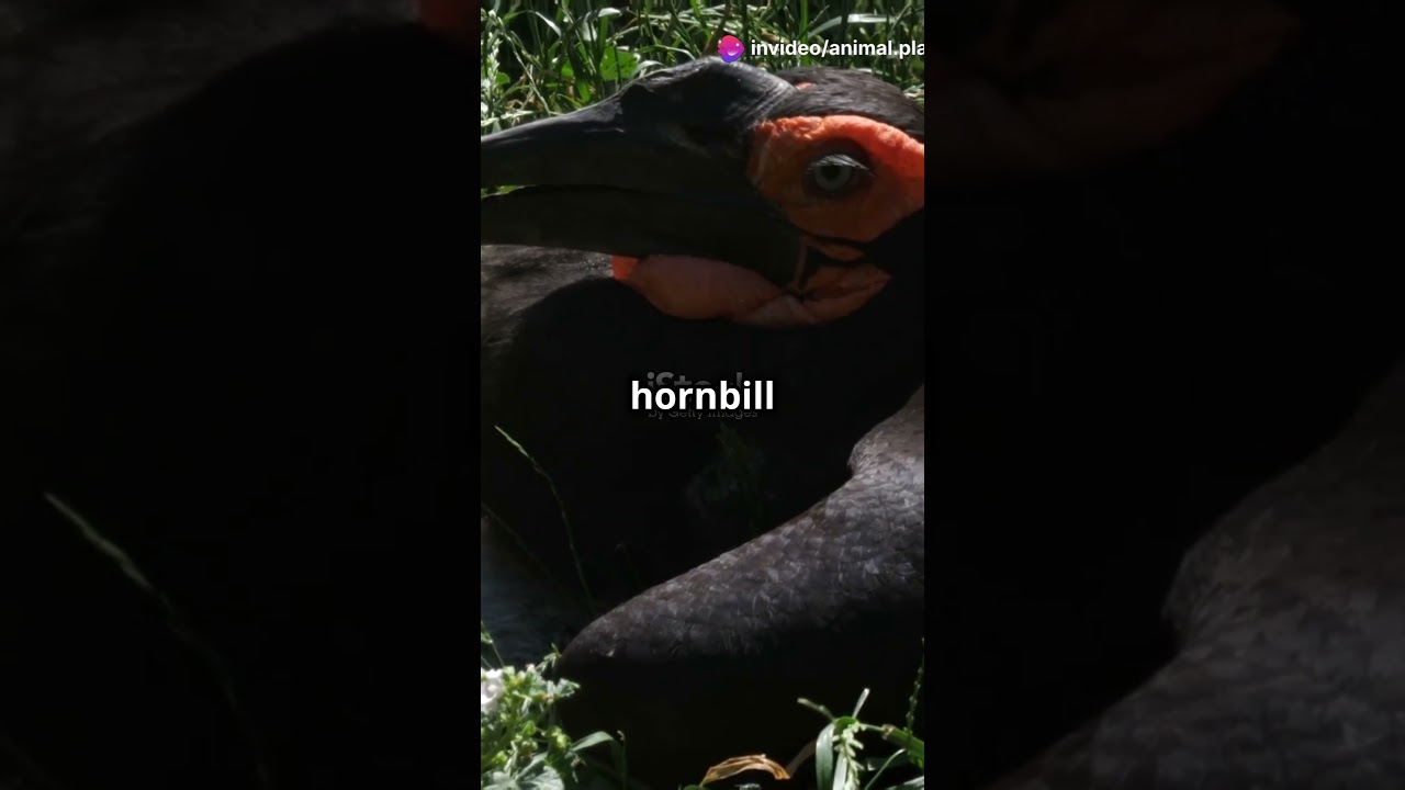 5 Mind Blowing Facts About Abyssinian Ground Hornbills!