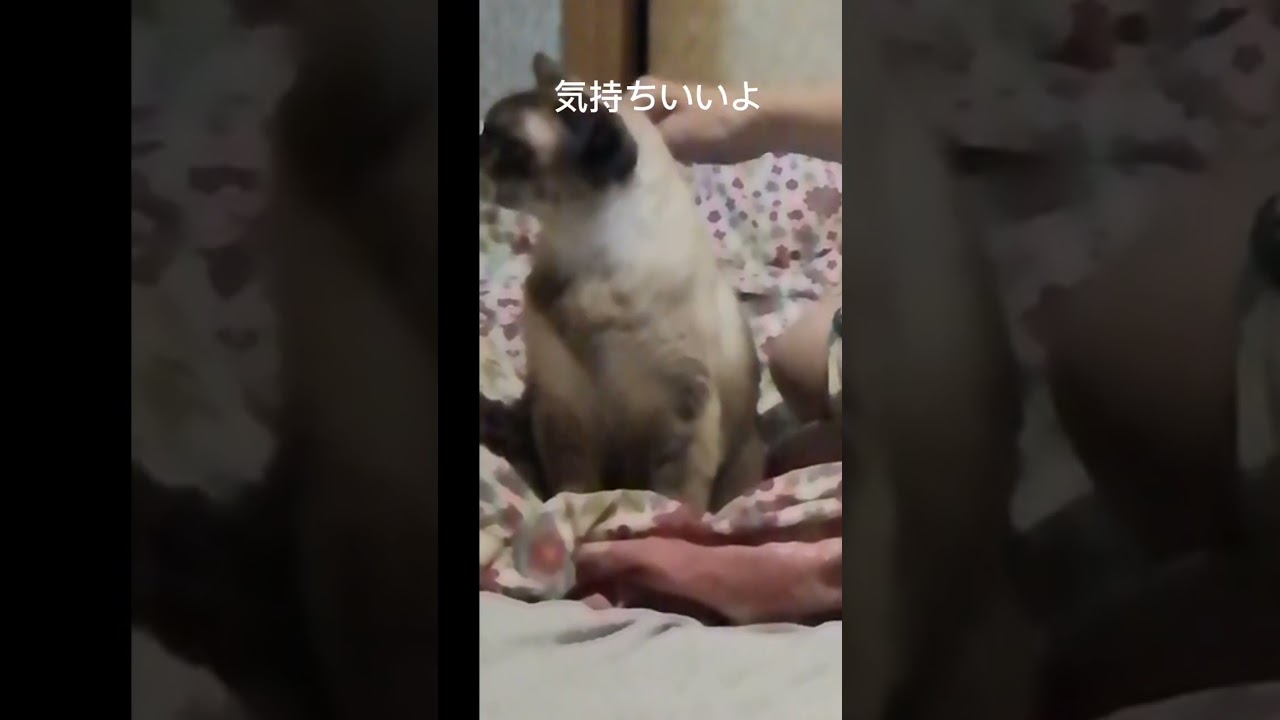 シャム猫#shorts #cat #猫#シャムミックス
