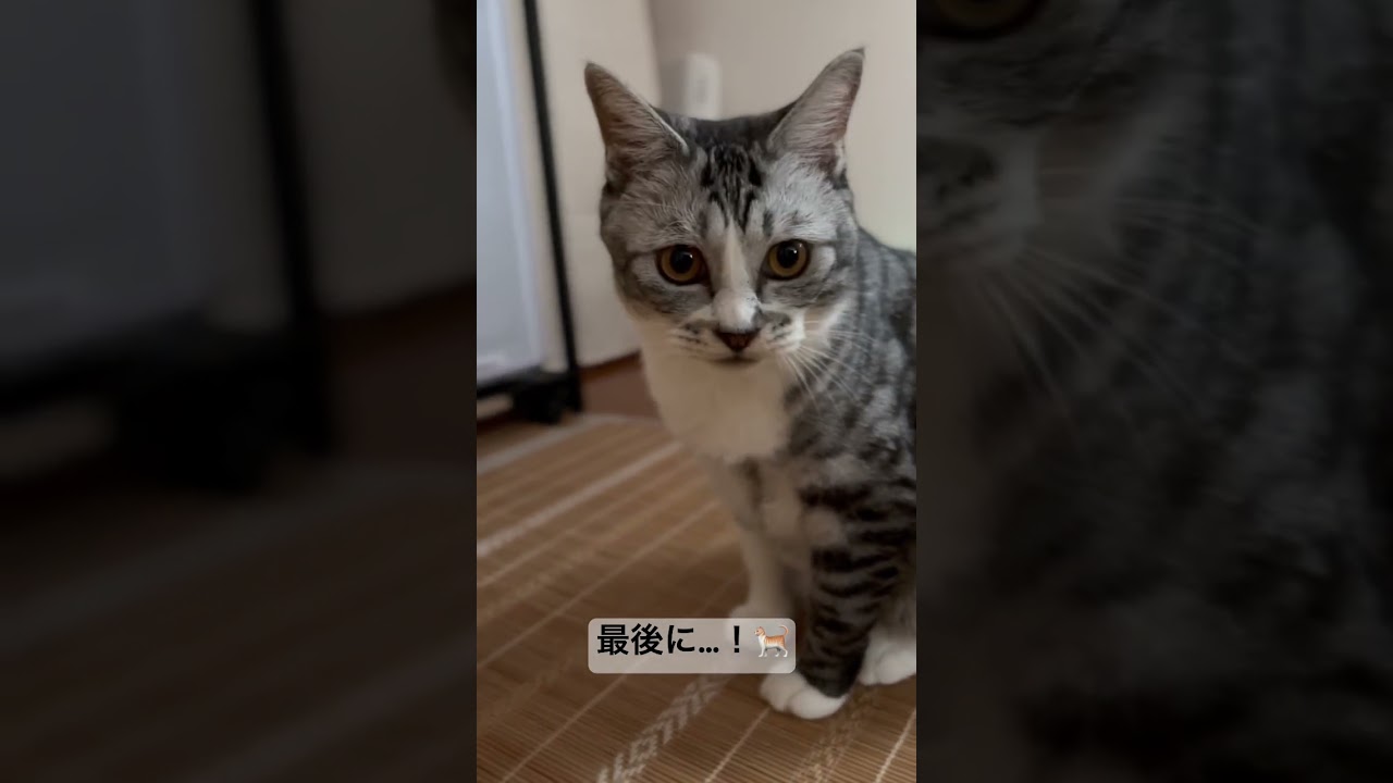 最後に…！🐈　lastly…! 🐈