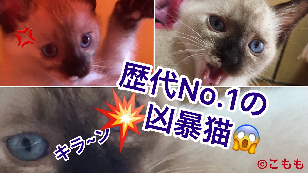 【飼い猫こもも♡2歳】紹介動画✼シャム系からサビ系？不良猫降臨!?