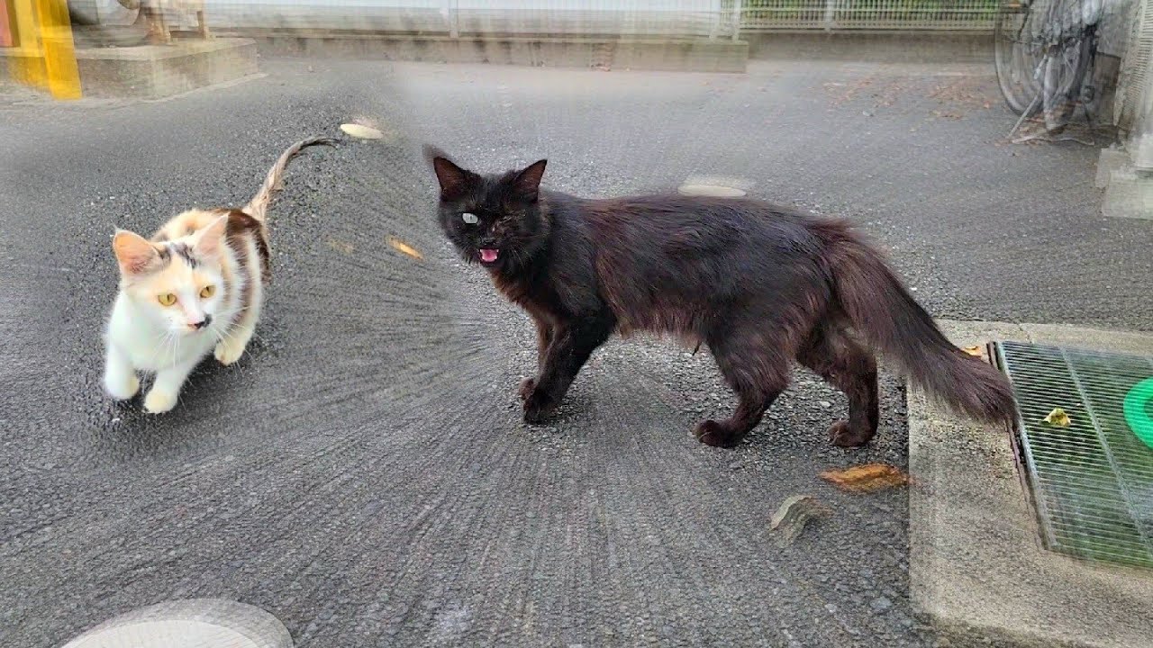 コンビニへ来たらペルシャ黒猫が訪ねて来た🅿