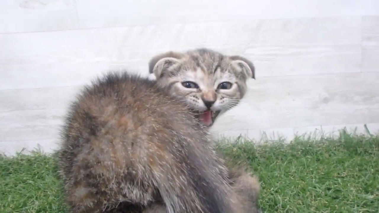 Coo&RIKU　No00690340 スコティッシュフォールド