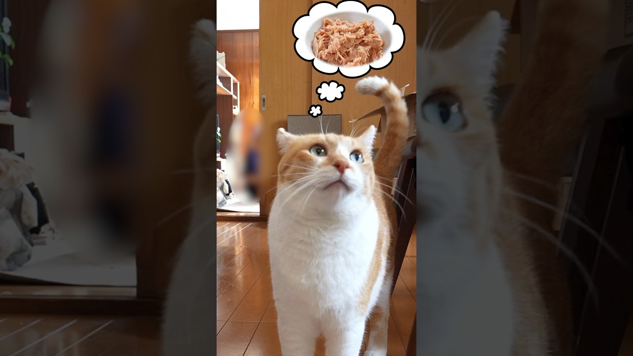 今日のごはんは何かワクワク待つ猫 #元野良猫チャチャ #ねこ #ネコ #猫 #チャチャ #cat #猫武将