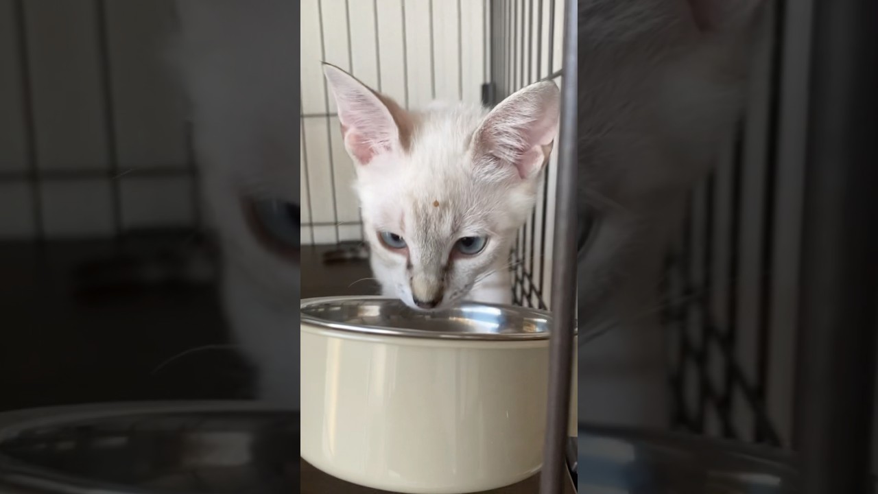 お弁当付けてどこ行くの？　#元保護猫　#シャムトラ　#シャムミックス　#cat #猫耳 #kitten #シャムmix  #子猫 #猫耳