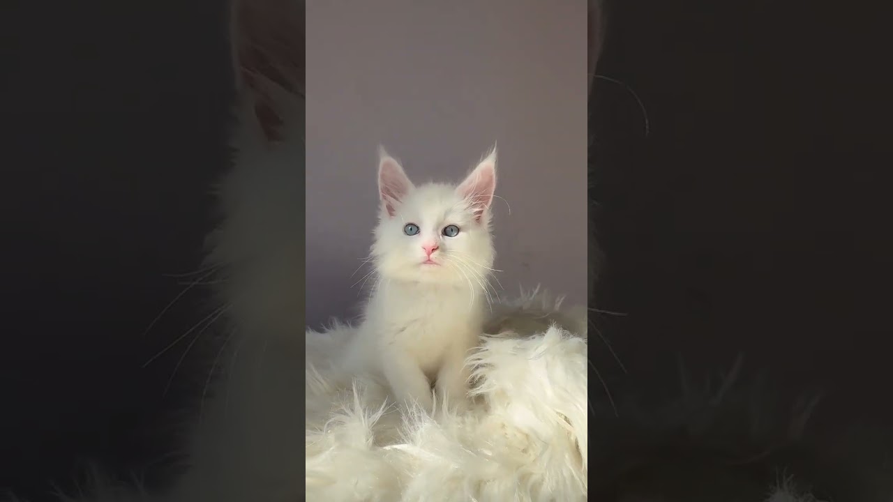 Ice is a Luxurious Blue-eyed Maine Coon Kitten in a Snow-white Fur Coat