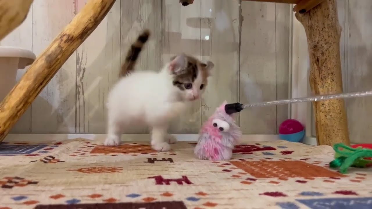 アメリカンカール　女の子　2024/07/14生まれ